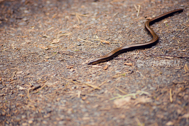 辐射鼠蛇、铜头鼠蛇或铜头饰品蛇(Coelognathus radiata)是一种无毒的黄蛇。